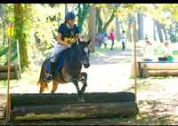 ECURIE DE PROPRIETAIRES, 1/2 PENSION, ENSEIGNEMENT, CAOCHING, ELEVAGE.